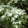 Generic corniolo - Cornus kousa giardino resistenti corniolo insoliti rampicanti siepi resistenti, semi di come bomboniera 420semi