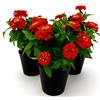 POWERS TO FLOWERS - ZINNIA ROSSA, 3 PIANTE VASO 13CM, pianta vera