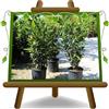 EURO PLANTS VIVAI Lauro Nobilis Alloro Pianta da Siepe su Vaso 18 cm