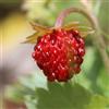 le Georgiche Vivai le Georgiche - Pianta vera di Fragola o Fragolina di Bosco Alexandria Fragaria vesca 'Alexandria' - vaso Ø 9 cm