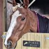 Gufacai Segno del nome della stalla del cavallo,Segno personalizzato della porta stabile,Piatto del nome della stalla del cavallo,Targa del nome del cavallo,Disegni tagliati al laser,Regalo personalizzato