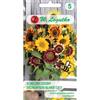 W.Legutko Girasole medio-alto singolo per fiori recisi, miscela