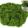 TLDNZXY 200 g di muschio artificiale da decorare, muschio artificiale per bricolage, muschio artificiale, muschio artistico, muschio finto per fai da te, per muro, presepe acquario, modellismo (verde)