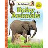 Rebecca Silverstein Baby Animals (Be an Expert!) (Copertina rigida)