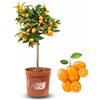 P. Piantine da Orto | Kumquat, Pianta Pronta per il Trapianto, Pianta in Vaso Vera da Esterno, Vivaio Italiano