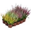 Prime Garden Erica Brugo Calluna Vulgaris Piante in vaso - Resistente - Miscela di colori (15 pezzi/5 colori)