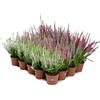 Prime Garden Erica Brugo Calluna Vulgaris Piante in vaso - Resistente - Miscela di colori (20 pezzi/4 colori)