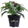 eGarden.store Pianta di Pentas Pianta di Stella egiziana pianta da esterno pianta da fiore pianta ornamentale di Pentas pianta vera venduta da eGarden.store (Rosso)