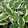Generic 6x Hosta 'Patriot' - Vaso 9x9 cm - pianta da ombra foglia verde con bordo bianco