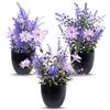 SoeUyd 3 Pezzi Piante di Lavanda Fiori Artificiali, Lavanda Pianta Artificiali in Vaso per Camera da Letto, Mini Lavanda Pianta Finta da Interno, per Decorazione Interna e Completamento di Scenari
