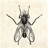 The Fly (CD) Chubby Checker