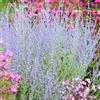 Generic salvia russa decorazioni giardino per esterni sostenibili balcone semi rari di ornamentali di selvatiche 160semi