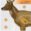 Champion Cervo X-Ray obiettivo, 6 pezzi,