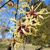 le Georgiche Pianta vera di Hamamelis x intermedia Primavera - Diametro Vaso Ø 15 cm