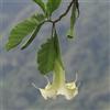 le Georgiche Vivai le Georgiche - Pianta vera di Brugmansia arborea Bianco Datura arborea, Stramonio arboreo Tromba d'angelo - vaso Ø 17 cm - altezza alla vendita 30-40 cm