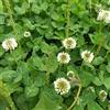 Generic semi di trifoglio bianco Trifolium repens, vecchie varietà semi di selvatici verdi giardino da esterno resistenti selvatiche 500pcs