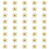 QUARKZMAN 40 Pezzi Fiori Pressati Essiccati 0.24-0.31 Fiori Colorati Di Narciso Essiccati Per Nail Art Resina Gioielli Candele Decorazione Carte Album Fotografico Cover Telefono Bianco