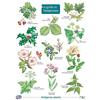 Gill Crane Guide to Hedgerows (Poster)