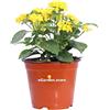 eGarden.store Pianta vera di Lantana Camara varie colorazioni ornamentale fiorita da esterno venduta da eGarden.store (Giallo v.14 cm)