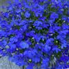 Generic Semi di Lobelia - resistenti da giardino biologici, esotiche, balcone, 100pcs