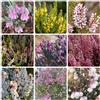 Generic semi di erica, biologici, semi esotici Erica rustica, Erica carnea, da balcone resistenti arbusti dalla resistente 400pcs