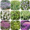 Generic semi di timo pacciamante balcone perenni, resistenti da giardino esterni 120pcs