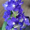Generic Orchidea Vanda - biologiche rampicanti resistenti in vaso d'appartamento balcone con decorazione del soggiorno decorazioni giardino per esterni 85semi