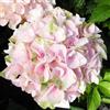le Georgiche Vivai le Georgiche - Pianta vera di Hydrangea macrophylla Rembrandt Elegant Rosa Hydrangea macrophylla 'Hore0031' Ortensia 'Rembrandt Elegant Rosa' - vaso Ø 21 cm
