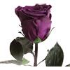 ROSEMARIE SCHULZ Heidelberg Rose Eterne Colore Scuro Viola - 30-35cm Rose Conservate fino a 3 Anni - Ideali per Regali e Decorazioni, Idee Regalo per Uomini per Compleanno, Rose Infinity Regalo per Uomo (Colore Scuro Viola)