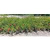 Vivai De Laurentiis Callistemon Linearis Vaso 19