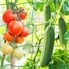 KINGLAKE Rete per piselli e fagioli, 5 x 1,8 m, rete da giardino verde per piante rampicanti, rete di supporto per piante rampicanti, fagioli rampicanti, verdure, fiori, frutta