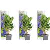 Bloomique - Set di 3 - Hydrangea macrophylla Early Blue - Ortensia - Ortensia da giardino - Piante da giardino - Resistente al freddo - Alte 20-30 cm - Vaso da 10,5 cm