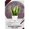 Andrey Lalko Sansevieria Plant (Tascabile)