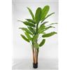 LIGUORO SHOP Pianta Artificiale di Banano con Corteccia Naturale, Foglie in PVC, Varie Misure, per Interni Residenziali e Commerciali (Chiquita 220 cm Luxury - 3 tronchi)