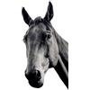 younikat Adesivo per finestra cavallo I adesione statica I riutilizzabile I nero I you0060
