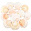 TaoQ C 12 Pezzo Conchiglie di capesante Conchiglia Naturale, 10CM - 12CM Bianche e Rosa gusci di capesante Piccole Conchiglie per Decorazione di Nozze Beach Tema Party, Vaso Filler