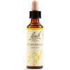 SCHWABE PHARMA ITALIA HORNBEAM BACH ORIG 20ML - SCHWABE PHARMA ITALIA - 942859289