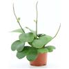 CAMBRIDGE BEE Hoya Kerrii Love Heart - Pianta a foglia singola in vaso da 12 cm, altezza 20 cm