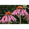 Echinacea ang 100ml tintura madre - SARANDREA MARCO &C. - 911171609