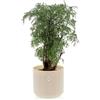 KENTIS - Polyscias Fruticosa 'Ming' - Aralia Poliscia - Piante Vere da Interno - Pianta Ornamentale - H 35-45 cm Vaso Ø 12 cm