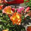 le Georgiche Vivai le Georgiche - Pianta vera di Rosa Chinensis Mutabilis Rosa mutabilis - vaso Ø 15 cm