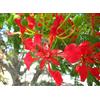 Generico 25 Semi di Delonix regia (Flamboyant Rosso del Madagascar) - Albero Ornamentale Tropicale a Crescita Rapida - Ideale per Giardini Esotici e Zone Calde