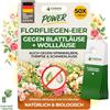 GREEN GUARDIA Power - Larve di mosche contro afidi, pidocchi, tripi e acari dei ragni, lotta biologica dei parassiti per piante da appartamento e piante ornamentali, 50 carte