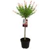 Bloomique - Salix integra 'Flamingo' - Salice variegato - Piante da giardino - Resistente al freddo - Alta 80-100 cm - Vaso 19 cm