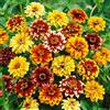 Tûche Semi fiori ZINNIA MESSICANA DOPPIO MIX In Busta Ermetica MADE IN ITALY Qualità superiore con 95% di germogliazione con istruzioni