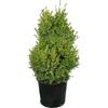 Vivaio Garden Forest, Buxus Bosso sempreverde - 50 piante di arbusto a crescita lenta per siepi e bordure, Ideale per topiaria (sfere e forme), Foglie piccole verde brillante aromatiche, Vaso 14cm