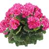 Marooma 4 Pezzi Cespuglio di Geranio Artificiale, Fiori Artificiali Pianta di Fiori di Seta Finti, Gerani di Fiori Finti Bianchi, Cespugli Finti Gerani Finti per Esterni, Piante