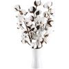Minnhua 3 Pezzi Fiori Secchi Decorativi Bianca Fiori di Cotone Secco Naturale 30PCS Testa di Fiore Essiccata in Cotone Fiori Artificiali Cotone Naturale per Decorazioni Vasi e Casa di Matrimonio