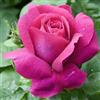 AMDGarden Pianta di Rosa Caprice de Meilland® Meilland Alberello Profumata Rosa Cipria h 120 cm in Vaso