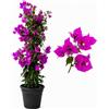POWERS TO FLOWERS - BOUGAINVILLEA FUCSIA A PIRAMIDE, ALTEZZA 80CM, pianta vera